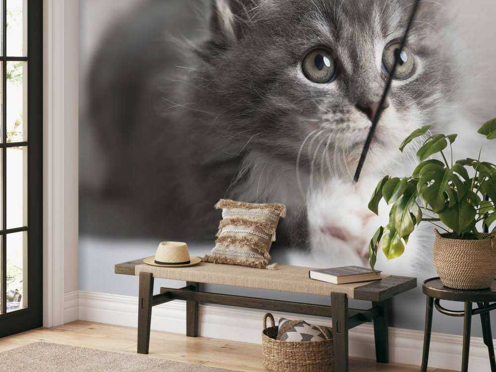 Spielende Katze