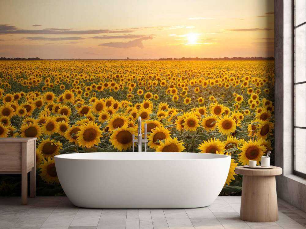 Sonnenblumenfeld mit Sonnenuntergang