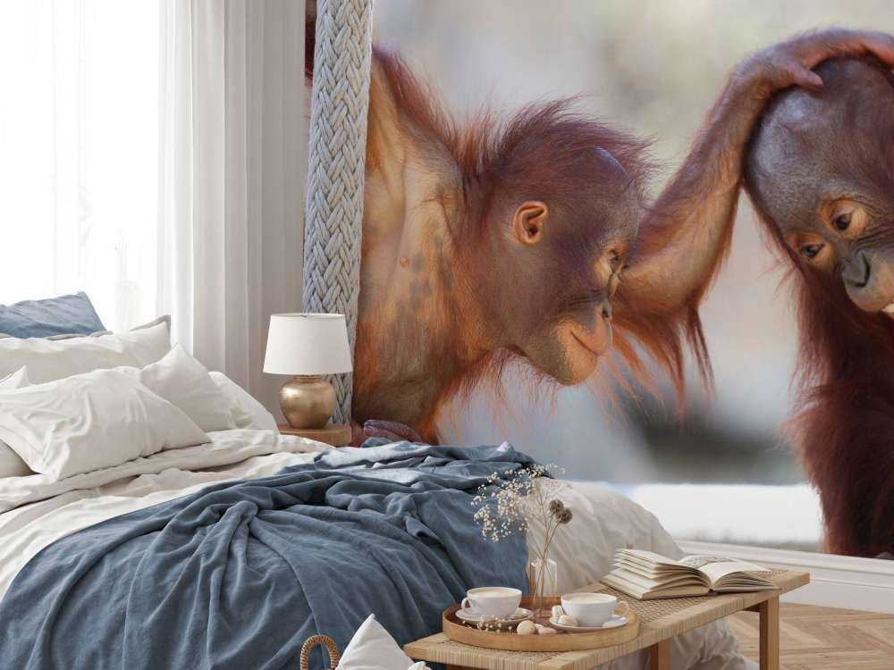 Baby-Orang-Utans