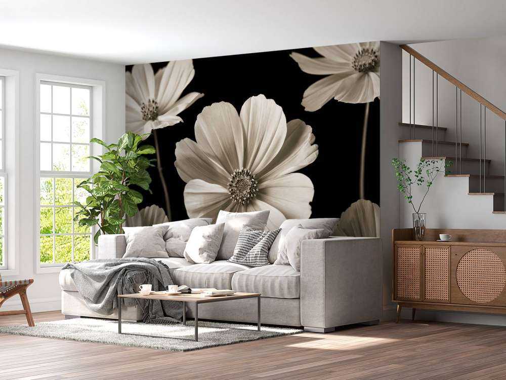 Mehrere Cosmos-Blüten