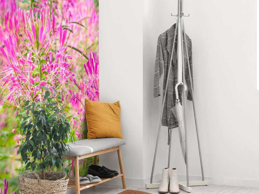 Cleome-Blüten