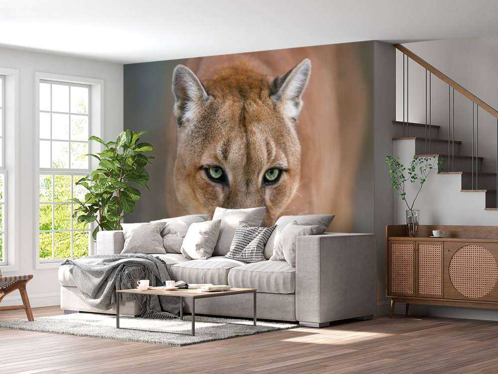 Puma Nahaufnahme