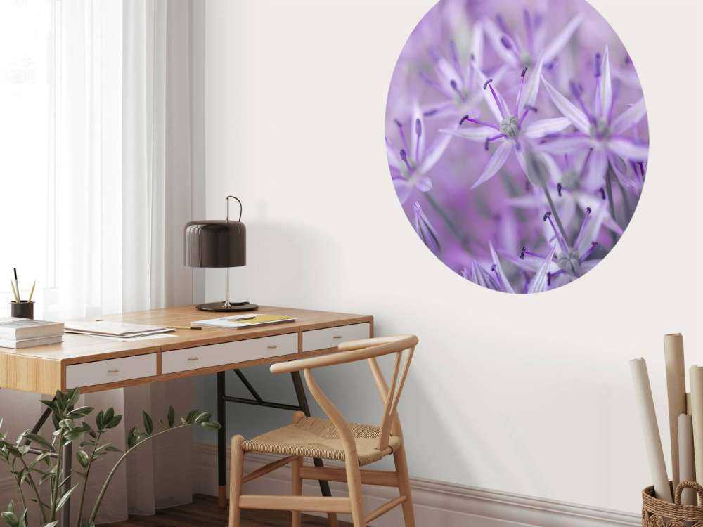 Lila Allium-Blüten