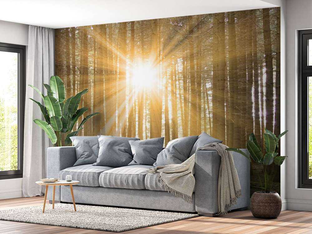 Kiefernwald mit Sonnenstrahlen
