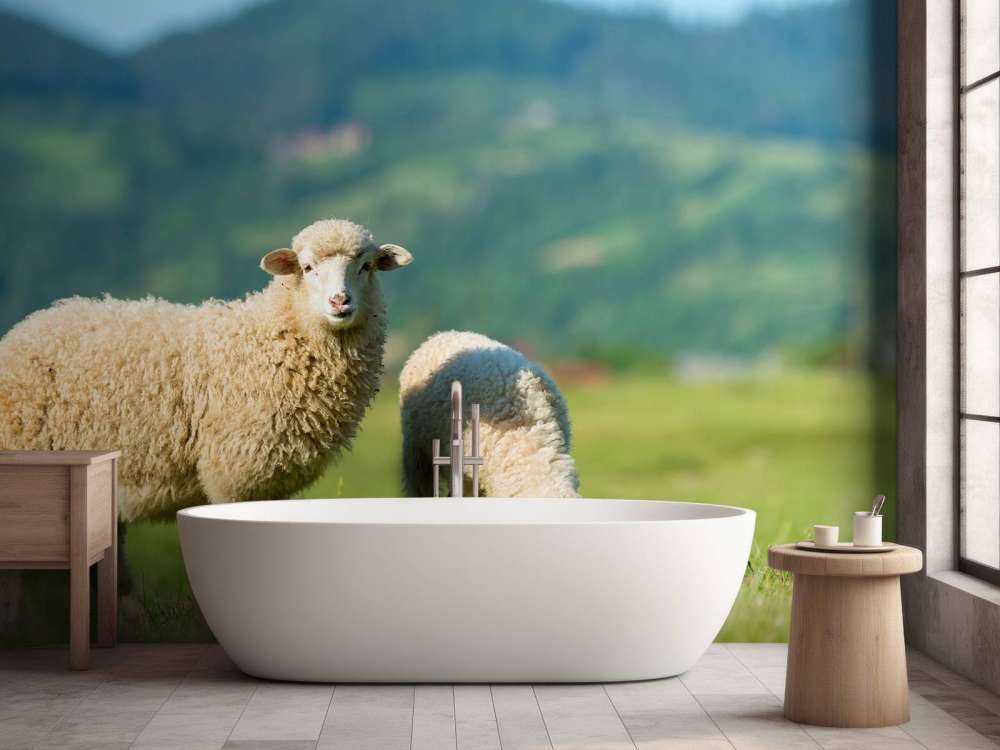 Zwei Schafe auf der Wiese