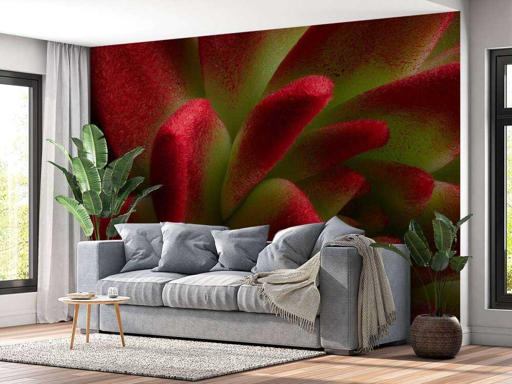 Roter Kaktus