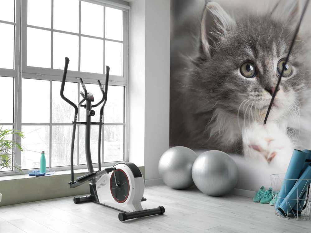 Spielende Katze