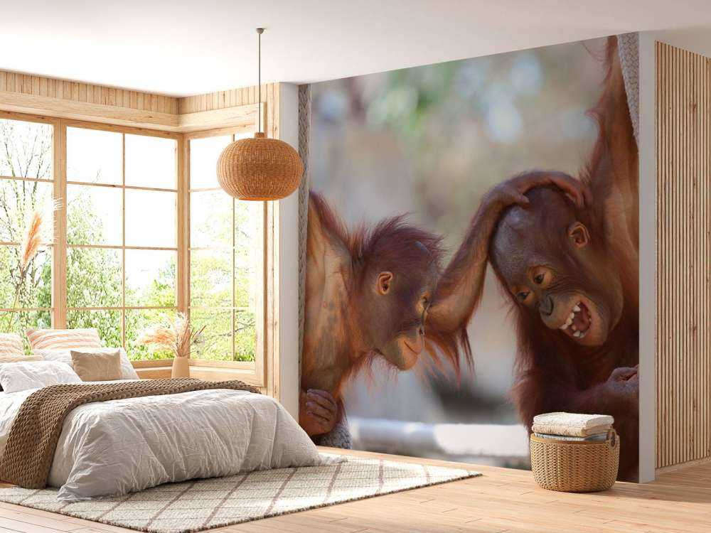 Baby-Orang-Utans