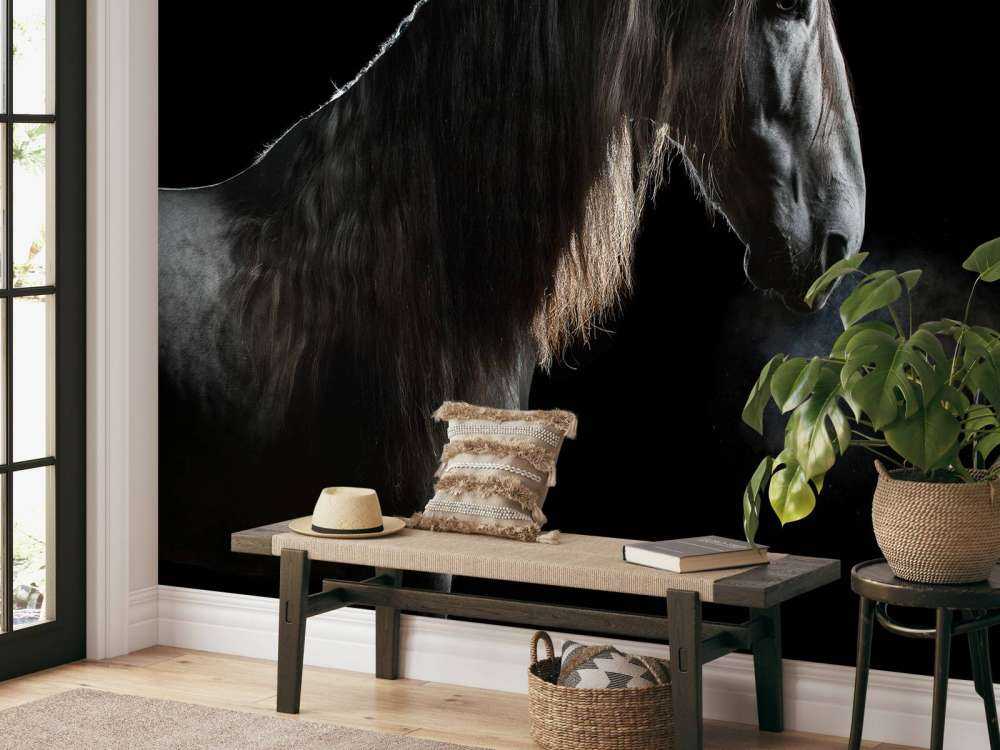 Schimmel mit schwarzem Hintergrund