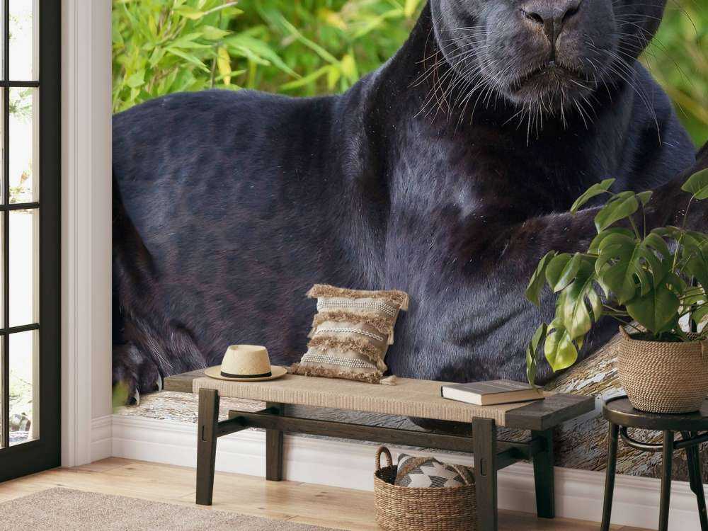 Schwarzer Panther auf einem Baum