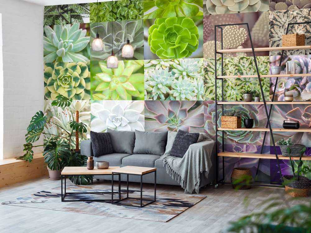 Sukkulenten