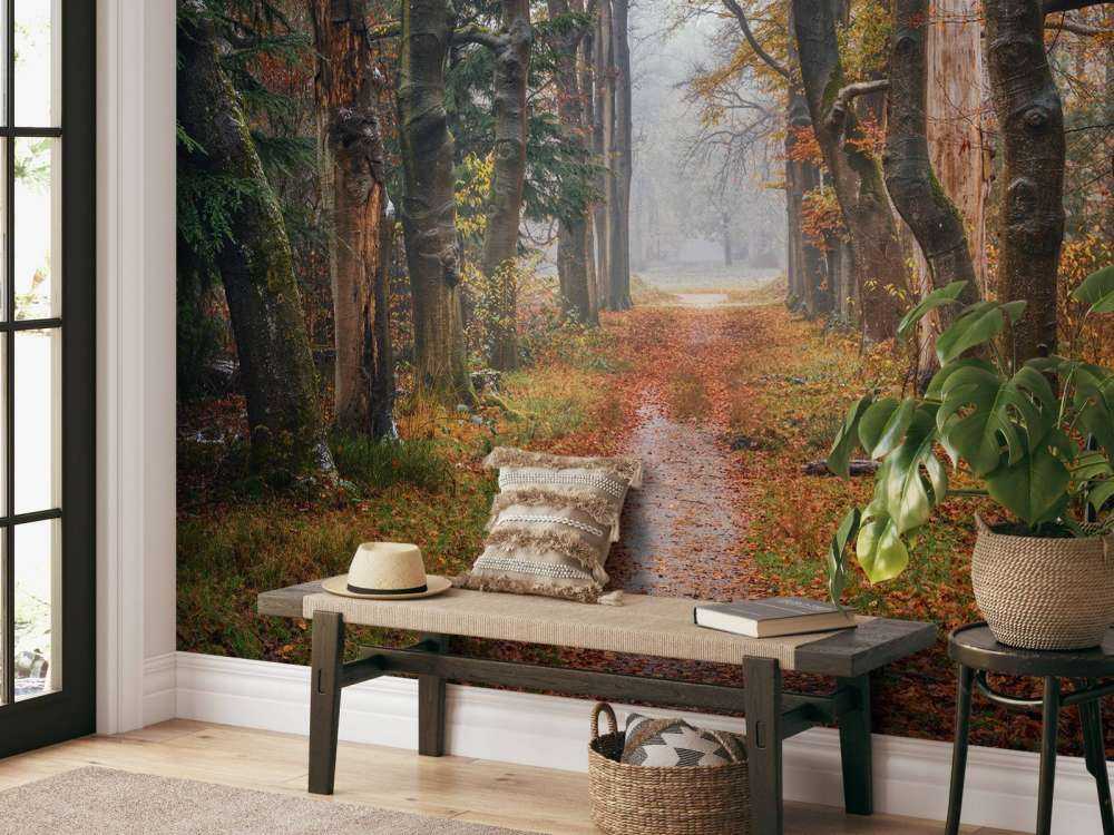 Waldweg mit alten Bäumen