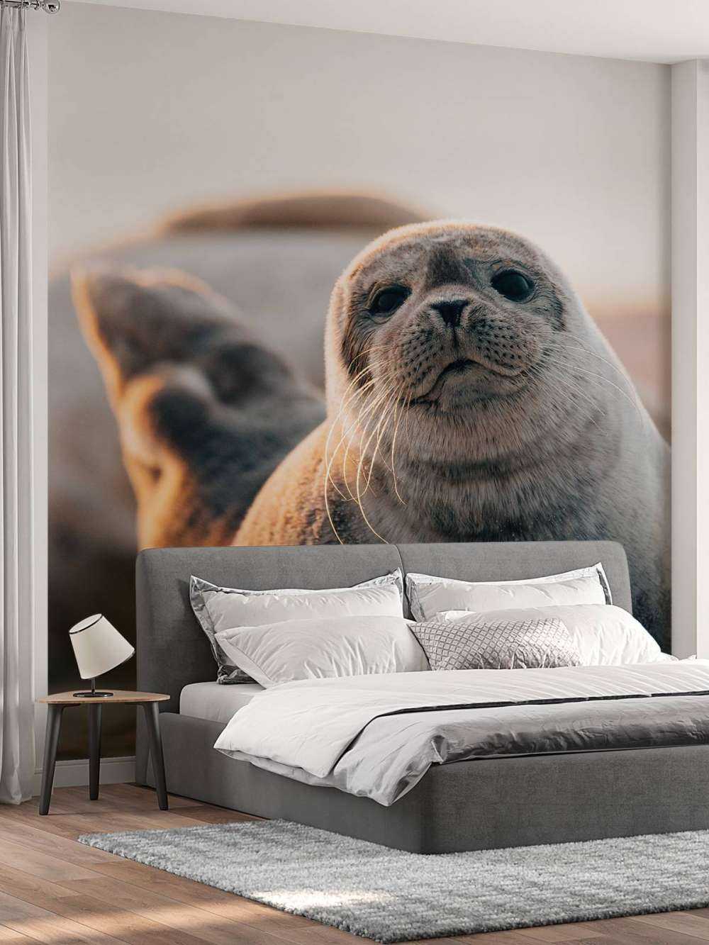 Robbe am Strand im Abendlicht