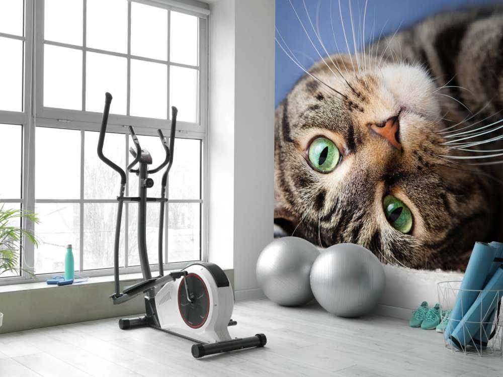 Rollende Katze