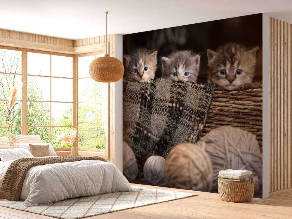 Drei Katzen in einem Korb