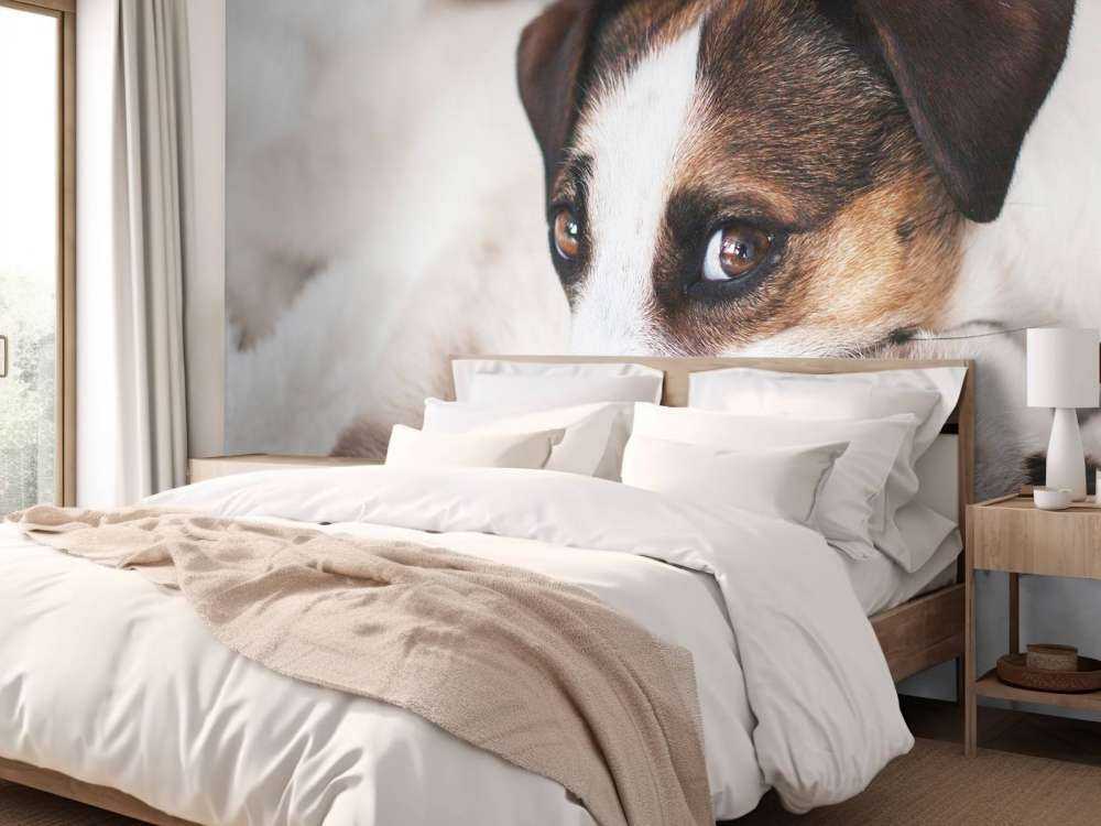 Hund und Katze