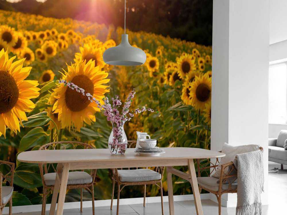 Sonnenblumen-Farm