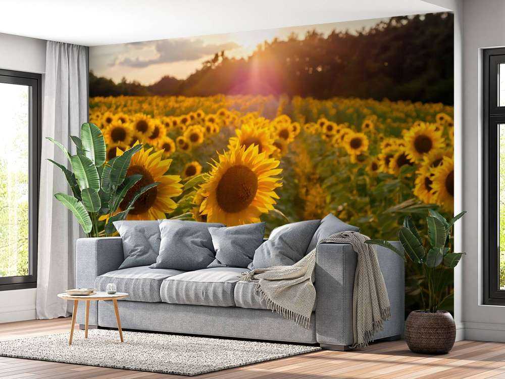Sonnenblumen-Farm