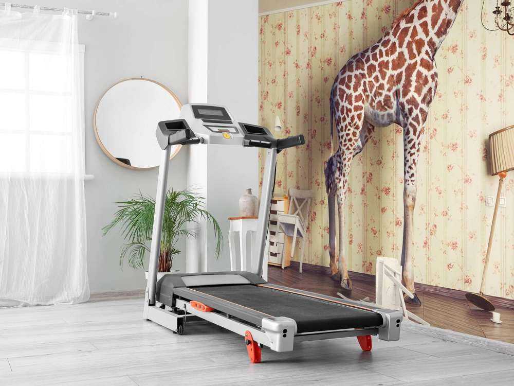 Giraffe im Wohnzimmer