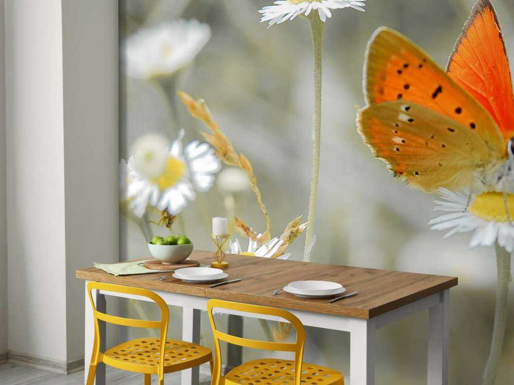 Gänseblümchen und orangefarbener Schmetterling