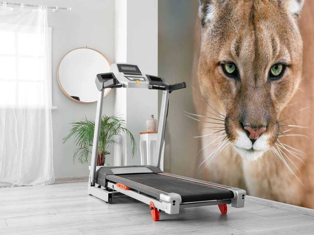 Puma Nahaufnahme