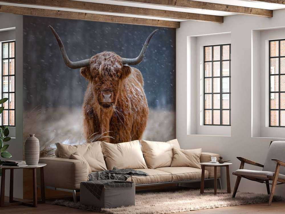 Snowy Highland cow