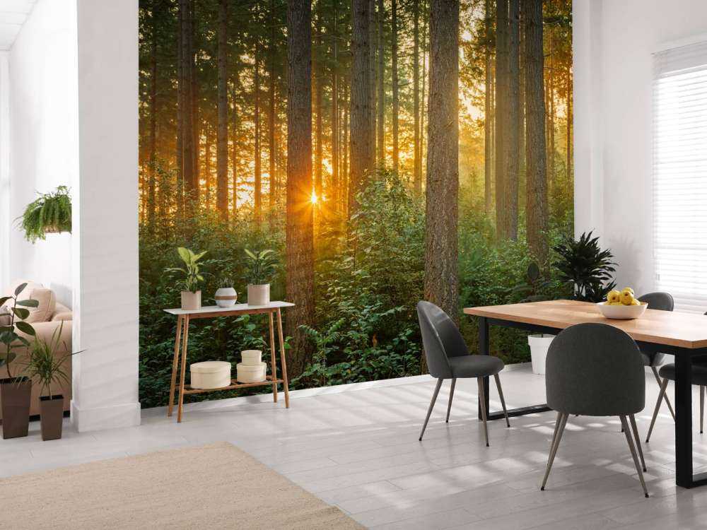 Sonnenstrahlen in einem Nadelbaumwald