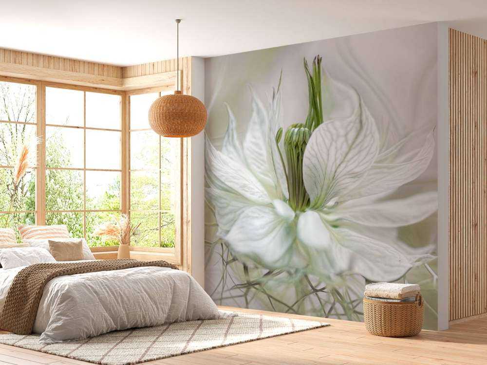 White nigella
