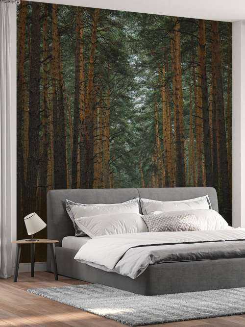The Forest road 1