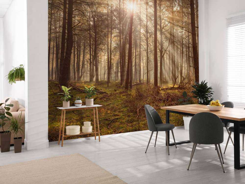 Wald mit hohen Bäumen