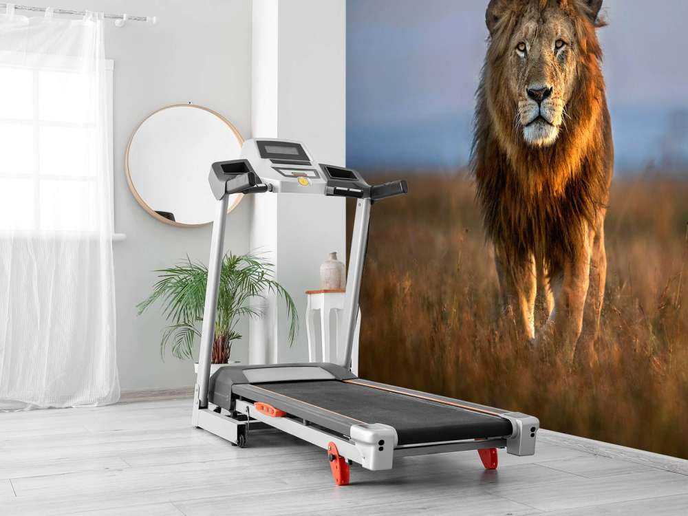 Lion Close Up