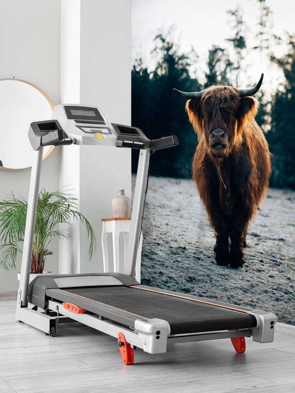 Schottischer Highlander in der Morgensonne