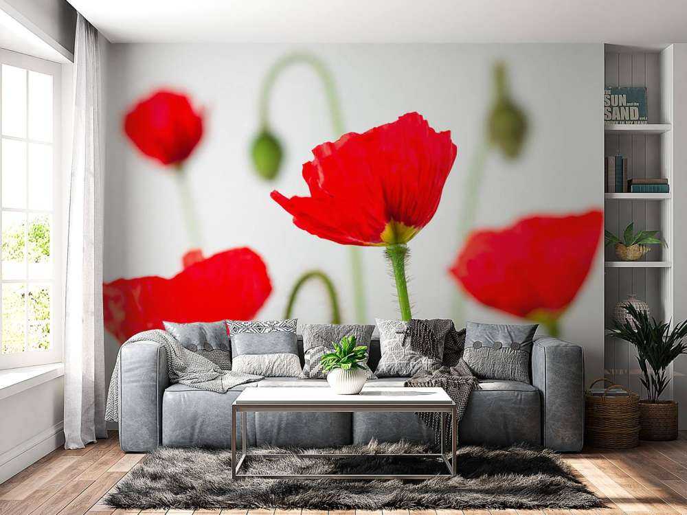 Nahaufnahme rote Mohnblumen