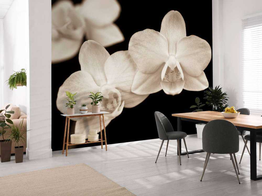 Weiße Orchideen
