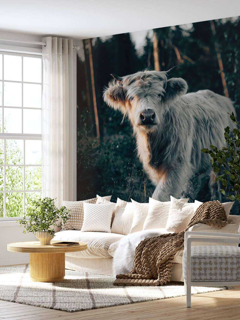 Schottischer Highlander-Welpe