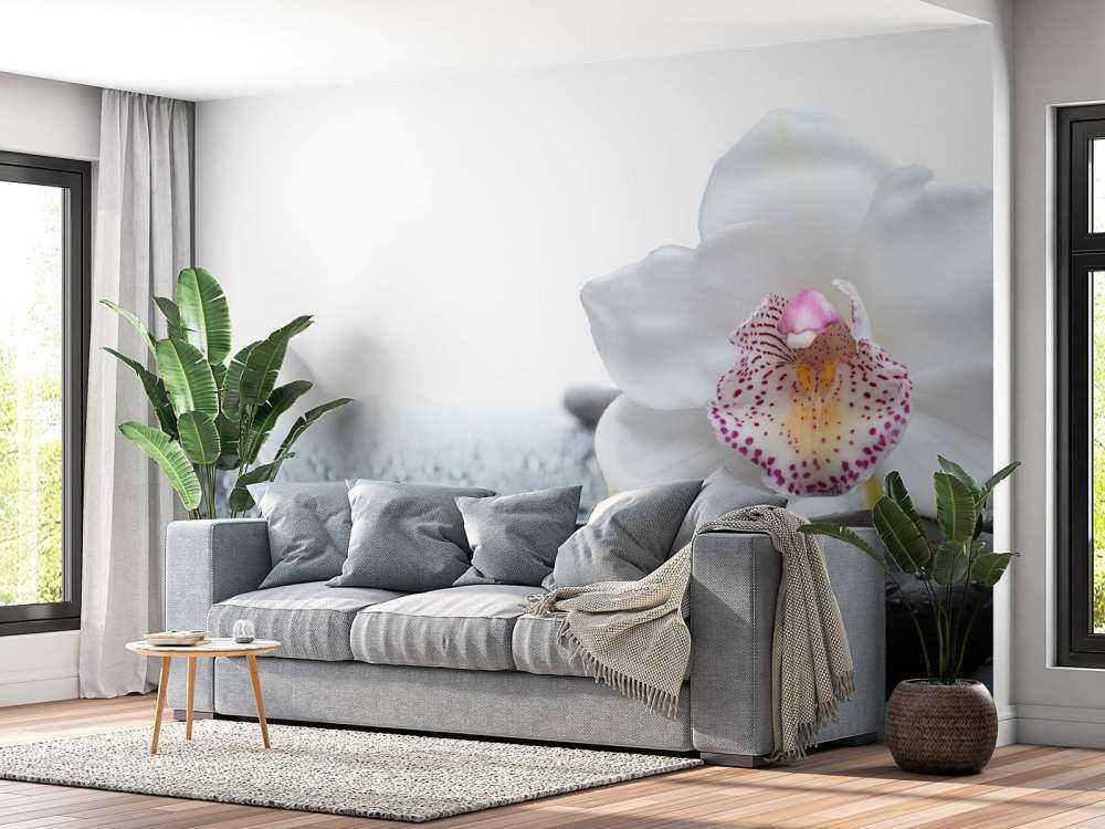 Weiße Orchidee auf Fototapete