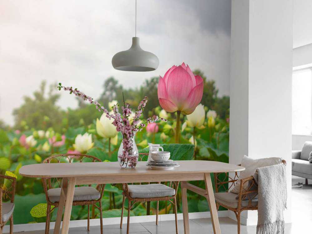 Rosa und weiße Lotusblumen