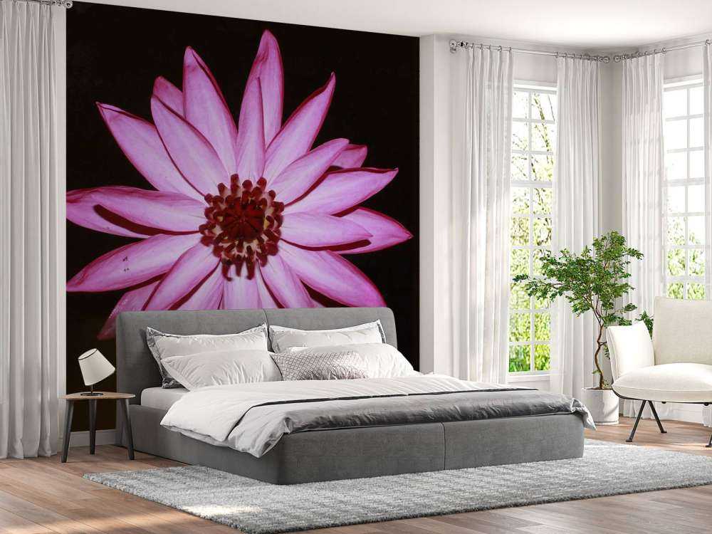 Lotusblume von oben