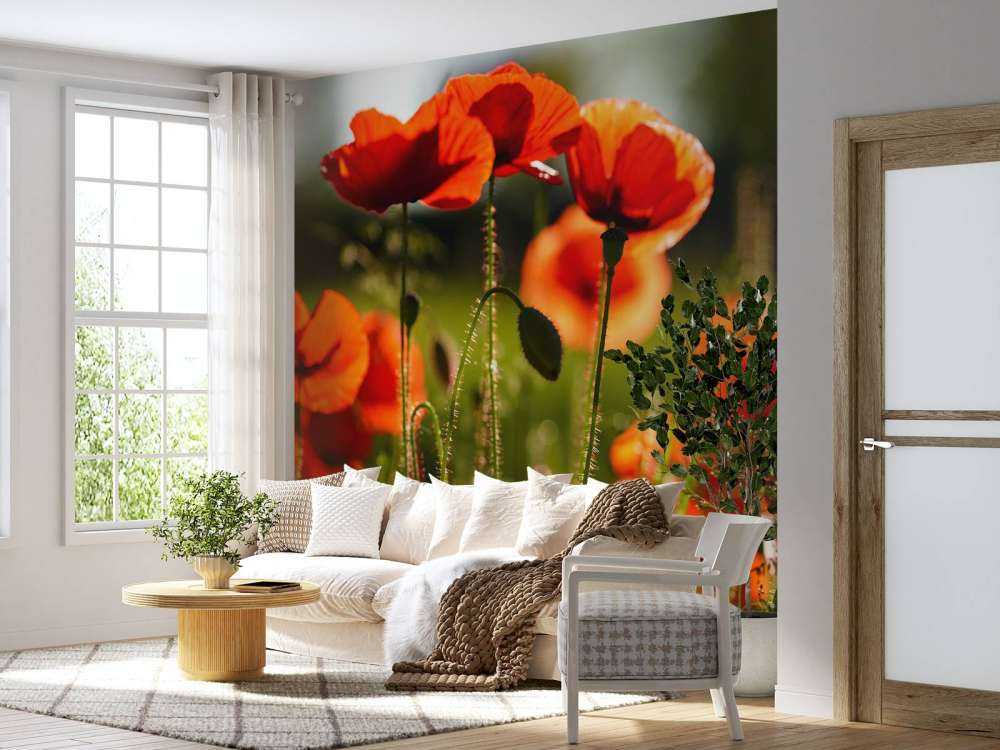 Mohnblumen