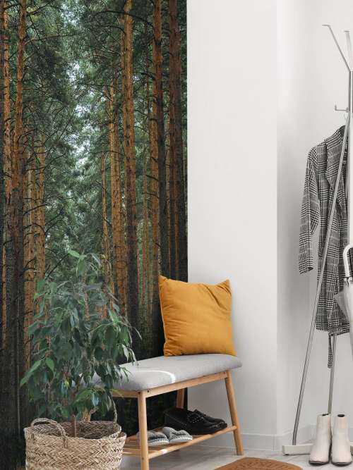 The Forest road 1