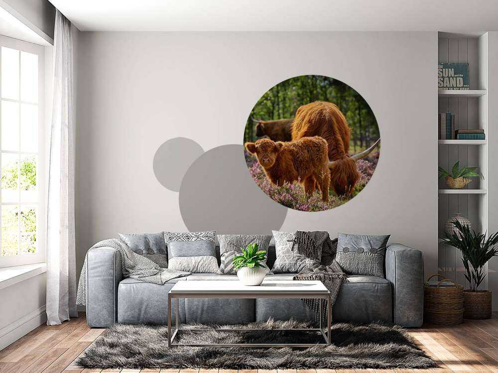 Familie Schottische Hochländer