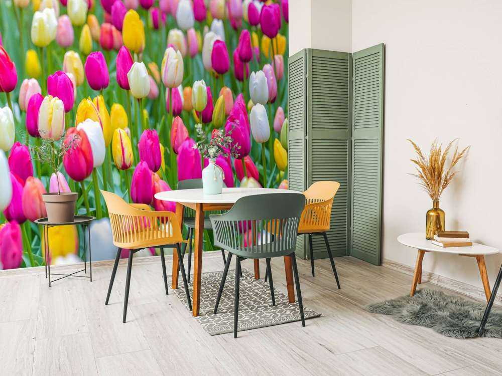 Bunte Tulpen auf einem Feld