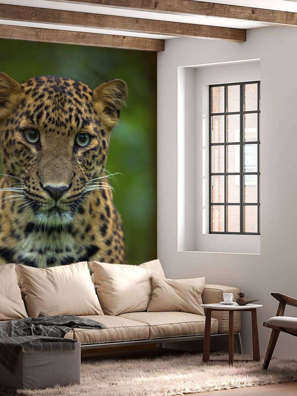 Fokussierter Leopard