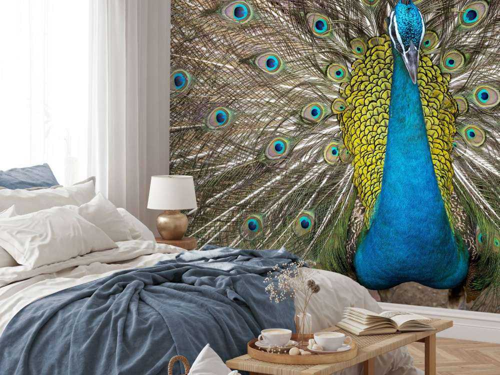 Pfau mit aufgeplusterter Federn
