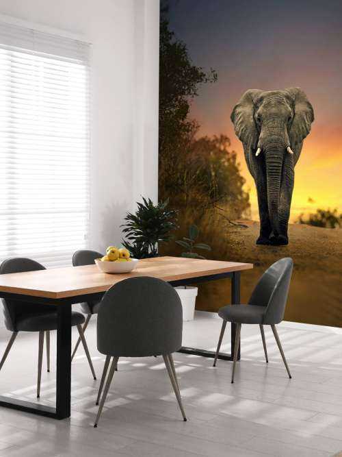 Elefant mit Sonnenuntergang