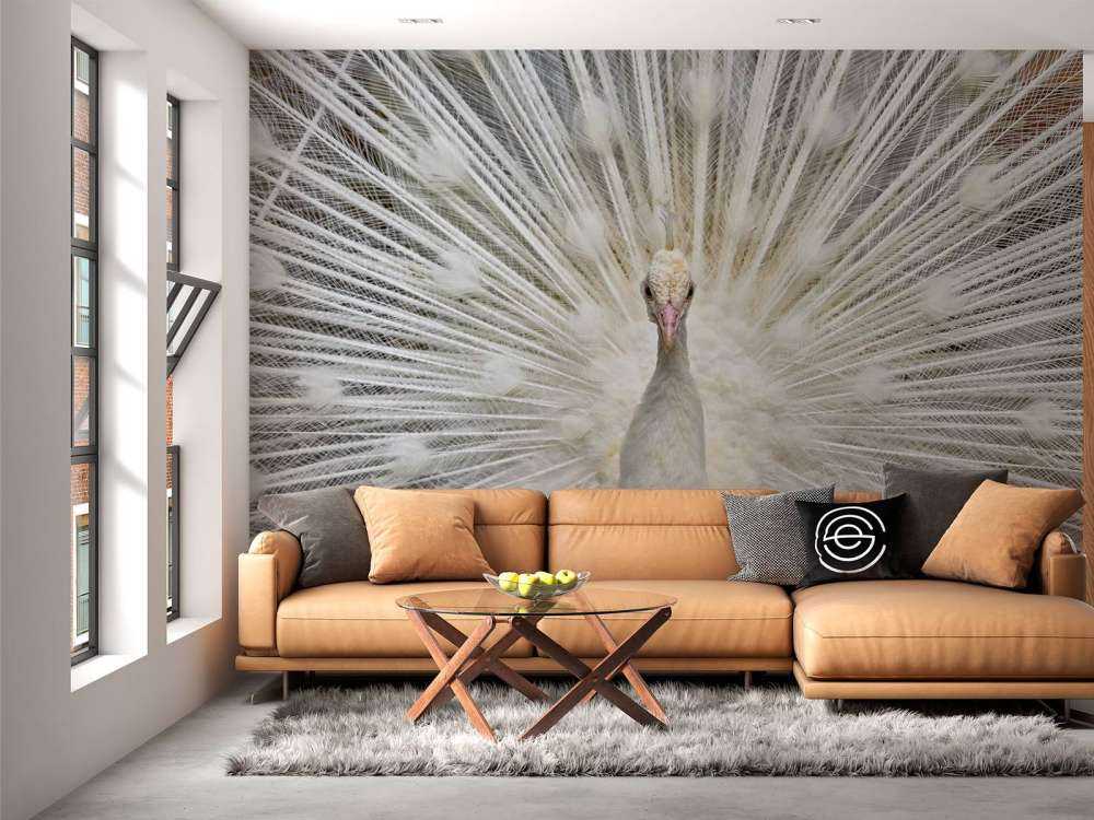 Weißer Pfau