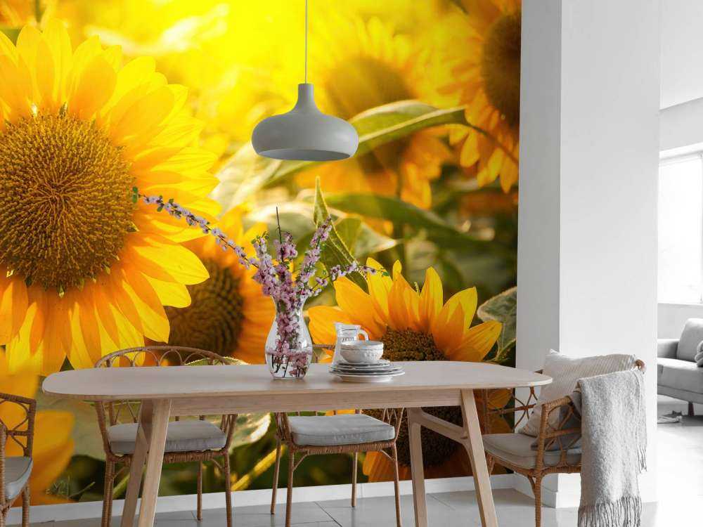 Sonnenblumen und Sonne