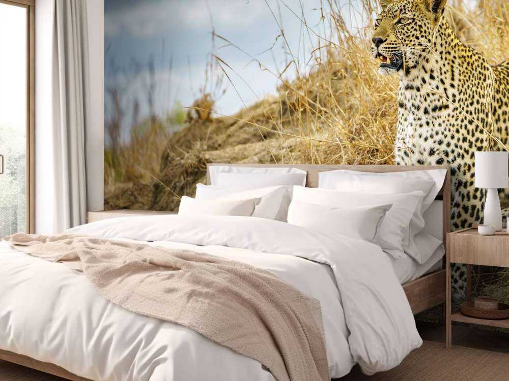 Leopard auf der Suche