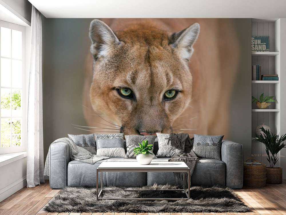 Puma Nahaufnahme