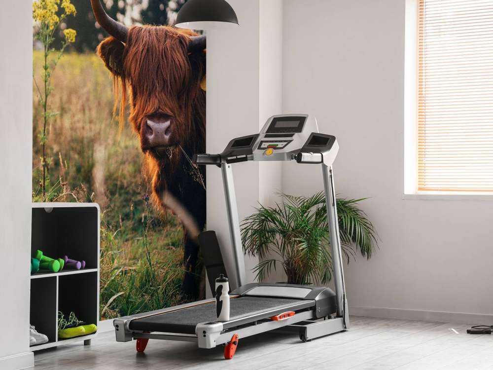 Schottischer Hochländer im hohen Gras